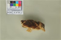 藏品(麻雀)的圖片